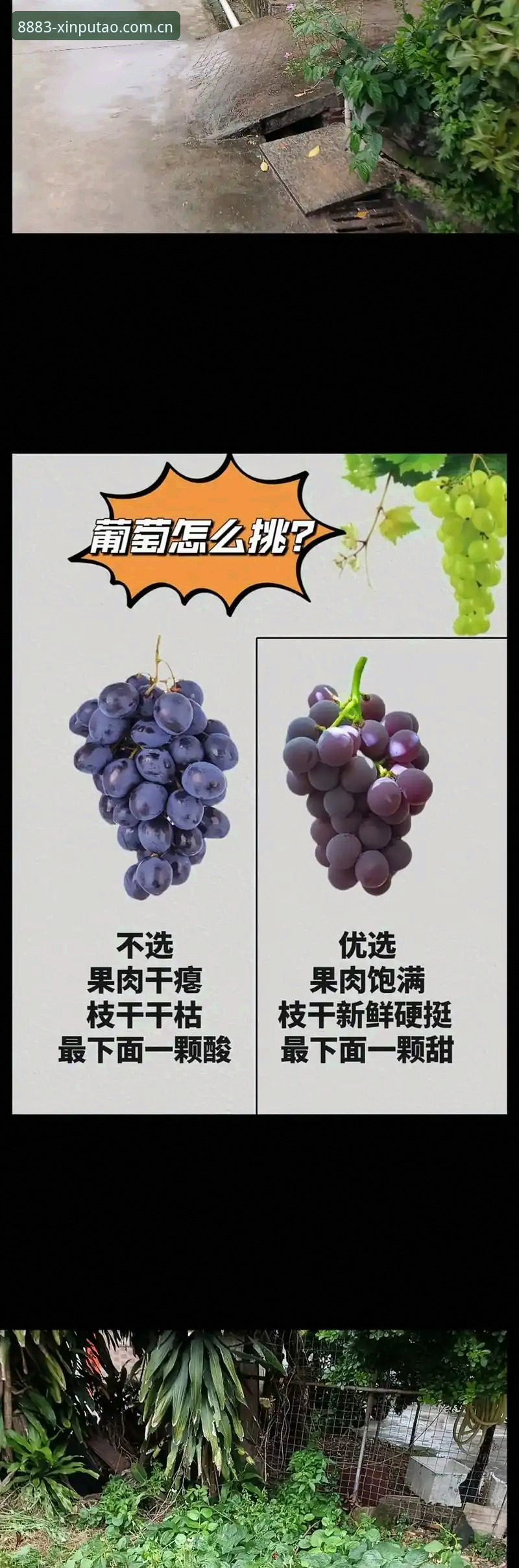 4项新葡萄稳定操作对比：从入门到精通的实用指南